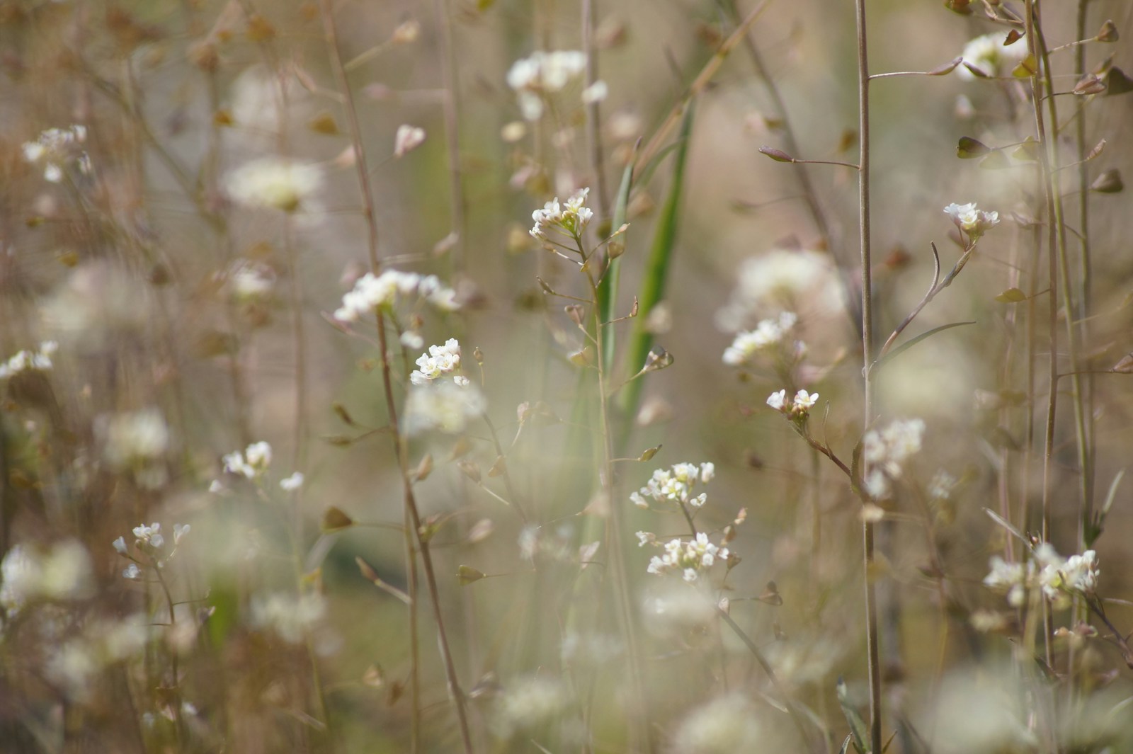 white flowers in tilt shift lens