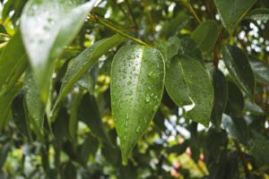 a green leaf with drops of water on it