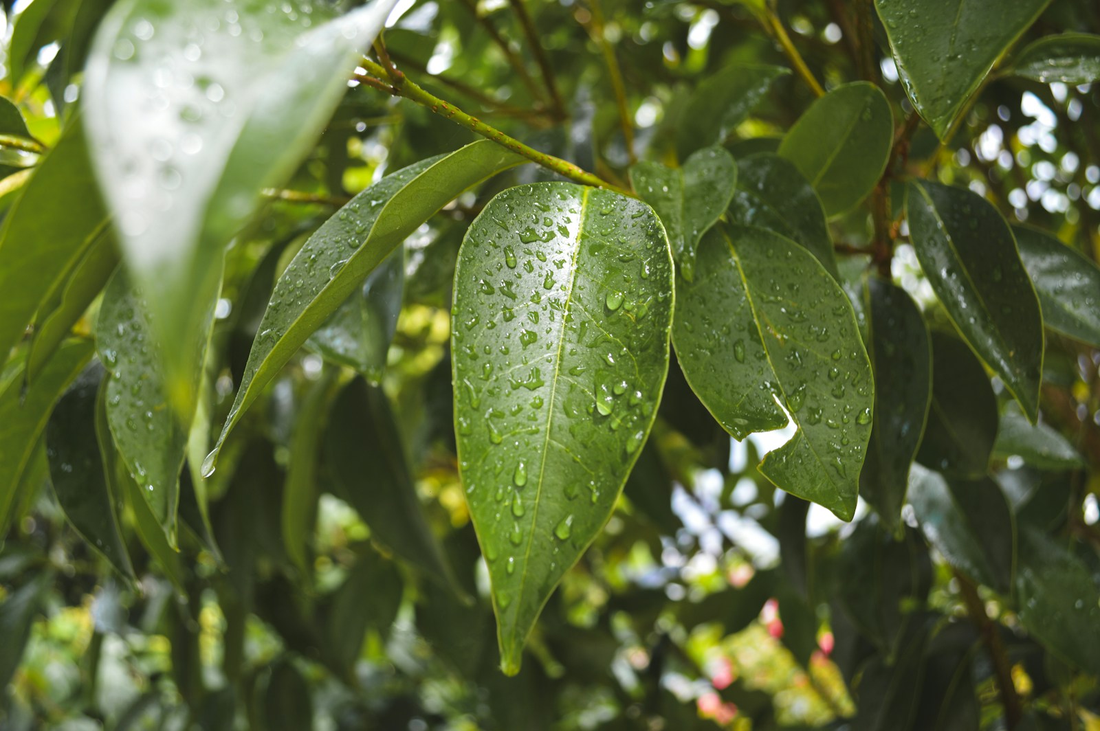 a green leaf with drops of water on it